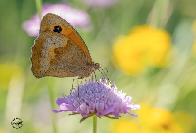 Maniola jurtina - Nymphalidae Satyrinae